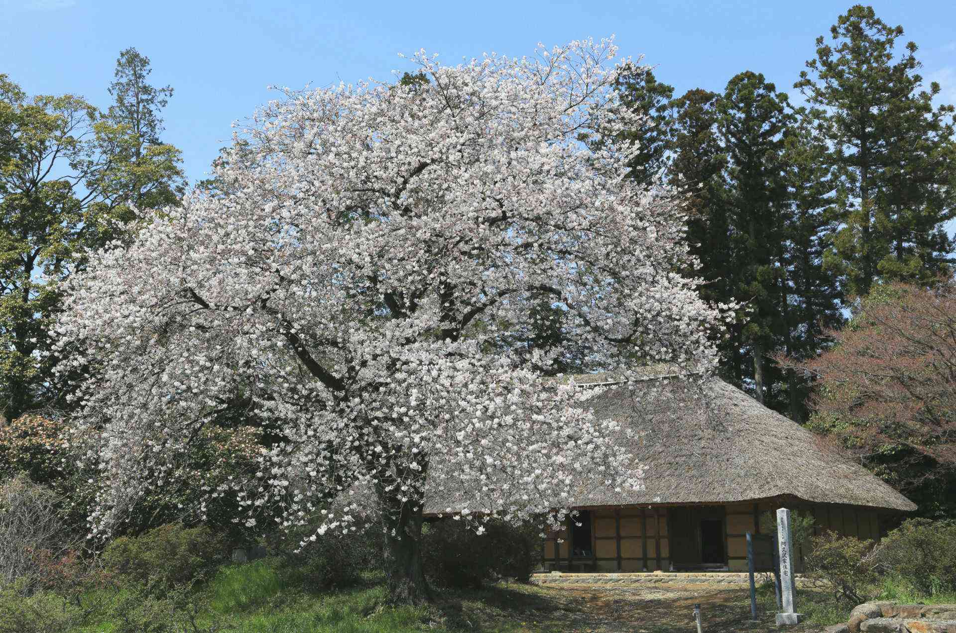 桜