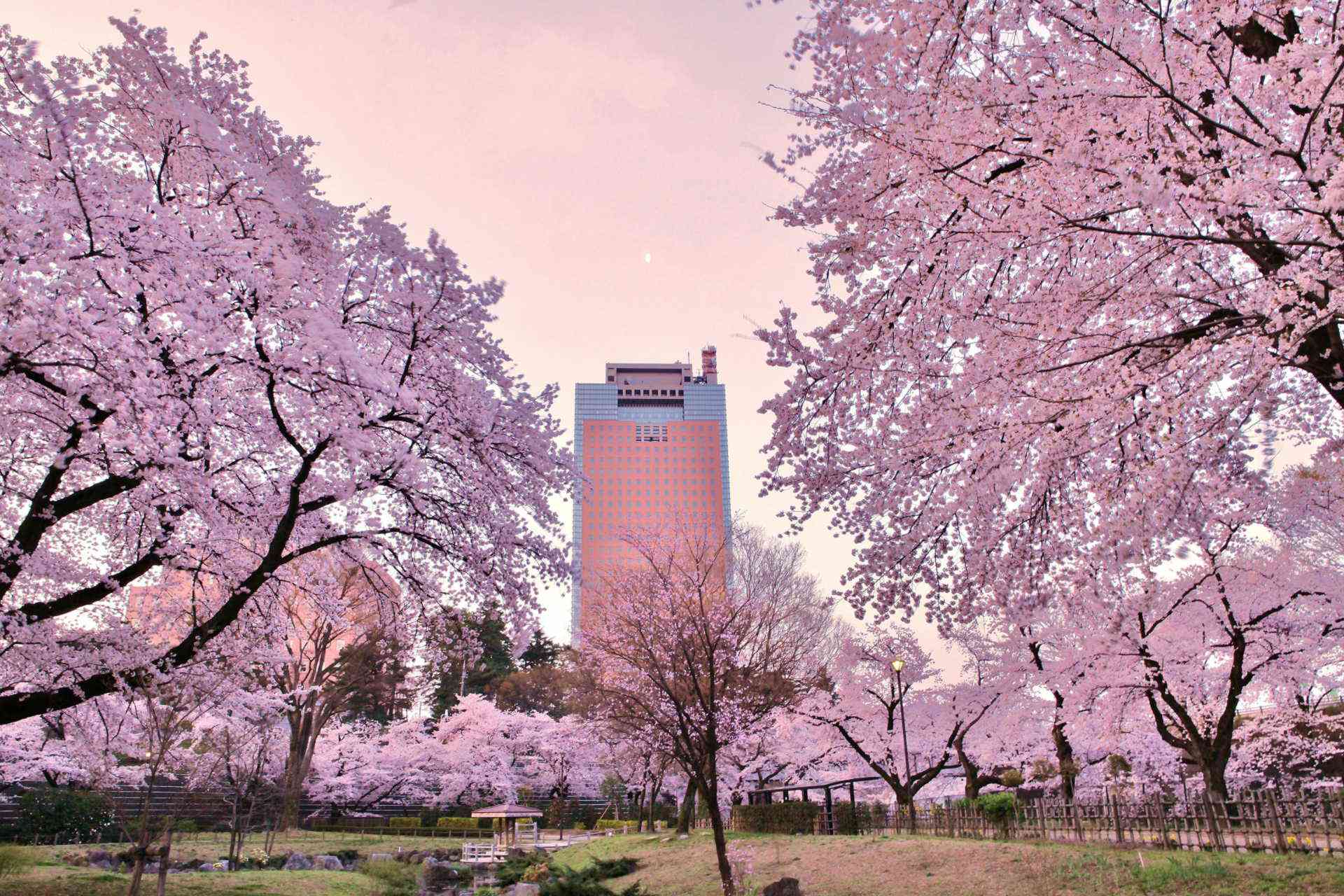 桜